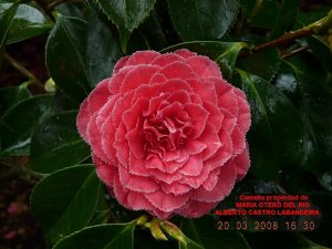 Camelias