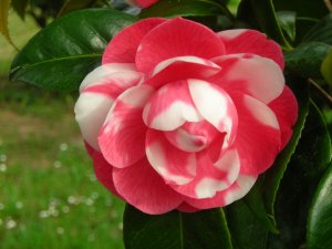 Camelias