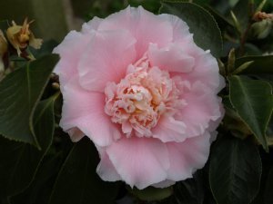 Camelias