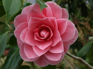 Camelias