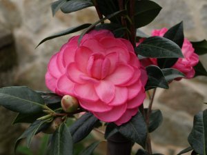 Camelias