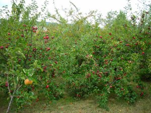 Camelias