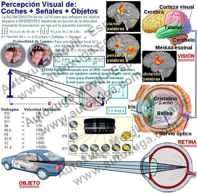 El Cristalino, el Iris y la Retina del ojo humano