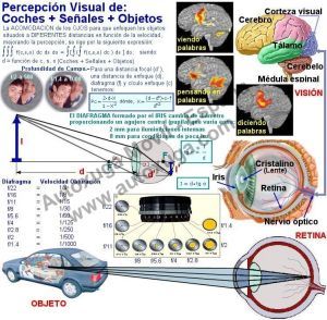 Percepcion visual del ojo humano en la conduccion